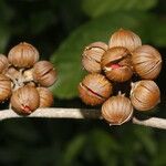 Itzaea sericea Fruto