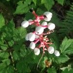 Actaea pachypoda 果實