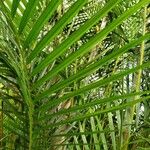 Dypsis lutescens Лист