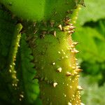 Gunnera tinctoria Rinde