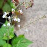 Circaea lutetianaFlower