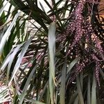 Cordyline stricta Leht