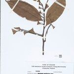 Castanopsis schefferiana Прочее