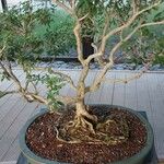 Serissa japonica Hábito