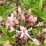 Rhododendron periclymenoides 花