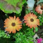 Dimorphotheca sinuata 花