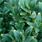 Buxus sempervirens Blad