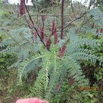 Sesbania drummondii Leaf