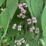 Callicarpa pedunculata 花