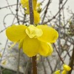 Forsythia viridissima Cvet