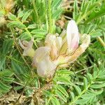 Astragalus sempervirens Flor