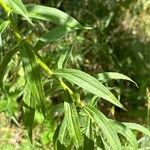 Solidago altissima Blad