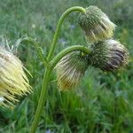 Cirsium erisithales Цвят