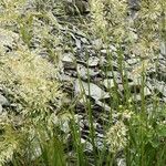 Achnatherum calamagrostis Blüte