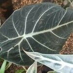 Alocasia reginula Лист