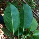 Lophostemon confertus Blad