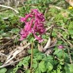 Corydalis solida花