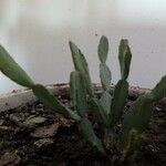 Hatiora rosea Листок