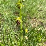 Ophrys virescens Blüte