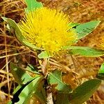 Xanthostemon paradoxus Çiçek