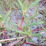 Sesuvium portulacastrum Leht