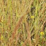 Bromus tectorum Kéreg