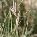 Cymbopogon schoenanthus Blatt