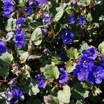 Phacelia campanularia Hoja