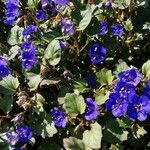 Phacelia campanularia 葉