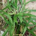 Digitaria sanguinalis Συνήθη χαρακτηριστικά