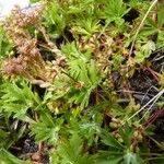 Alchemilla pentaphyllea Συνήθη χαρακτηριστικά