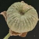 Abutilon pannosum Frukto