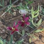 Krameria lanceolata Flower