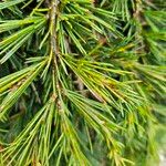 Cedrus deodara Fuelha