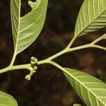 Annona reticulata Fruto