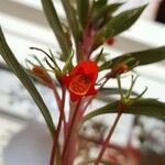 Seemannia sylvatica फूल