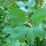 Rubus godronii Foglia