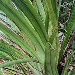 Helmholtzia glaberrima Leaf