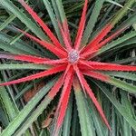 Bromelia pinguin Leaf