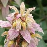 Monarda punctata Blomst