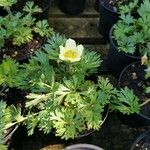 Anemone baldensis Likasa