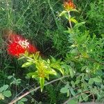 Rhodopentas parvifolia Flor