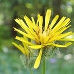 Crepis pyrenaica പുഷ്പം