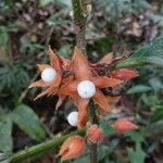 Besleria columneoides Květ