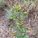 Pentanema squarrosum Habit