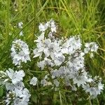 Veronica prostrata Blüte