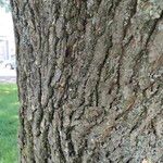 Quercus robur Žievė