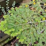 Abies balsamea 叶