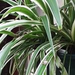 Chlorophytum comosum Leaf