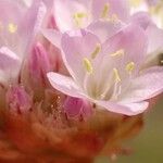 Armeria canescens Хабит